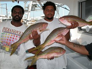 Yellowtail snapper